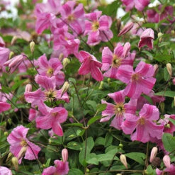 Pink Mink® Clematis