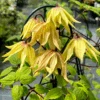 Funyella™ Clematis