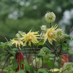 Funyella™ Clematis -GREAT GARDEN PLANTS Clematis Funyella DSC00293 800 800 60
