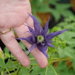 Sparky® Blue Clematis -GREAT GARDEN PLANTS Clematis Sparky Blue 2 P