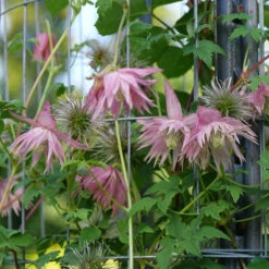 Sparky® Pink Clematis -GREAT GARDEN PLANTS Clematis Sparky Pink 3 P