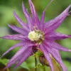 Sparky® Purple Clematis
