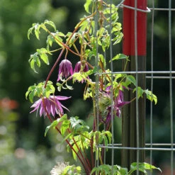 Sparky® Purple Clematis -GREAT GARDEN PLANTS Clematis Sparky Purple 3 P