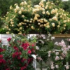 Climbing Rose Collection