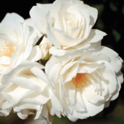 Iceberg Climbing Rose