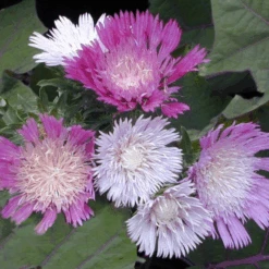 'Color Wheel' Stokes' Aster