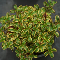 Waxwing™ Gold Mirror Bush -GREAT GARDEN PLANTS Coprosma Waxwing Gold 3