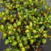 Waxwing™ Lime Mirror Bush