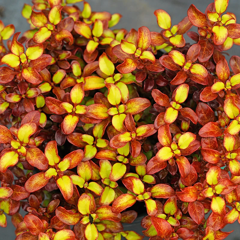 Waxwing™ Orange Mirror Bush 1 Waxwing™ Orange Mirror Bush