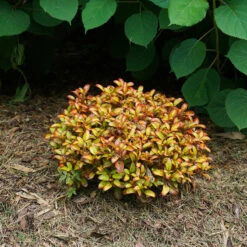 Waxwing™ Orange Mirror Bush 8 Waxwing™ Orange Mirror Bush -GREAT GARDEN PLANTS Coprosma Waxwing Orange 4