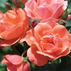 Coral Knock Out® Rose -GREAT GARDEN PLANTS CoralKnockOut 3