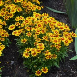 Uptick™ Gold & Bronze Tickseed 5 Uptick™ Gold & Bronze Tickseed -GREAT GARDEN PLANTS Coreopsis Uptick Gold Bronze 3 P