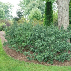 Pucker Up® Red-Twig Dogwood -GREAT GARDEN PLANTS Cornus Pucker Up 4