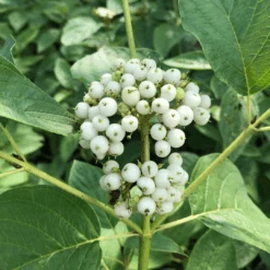 Arctic Fire® Yellow Red-Twig Dogwood -GREAT GARDEN PLANTS CornusArcticFireYellowIMG 036 1080x1080 e6a8233