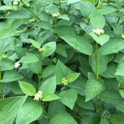 Arctic Fire® Yellow Red-Twig Dogwood -GREAT GARDEN PLANTS CornusArcticFireYellowIMG 1449 1 1080x1080 a0e0f4e