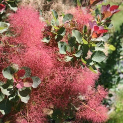 The Velvet Fog® Smokebush