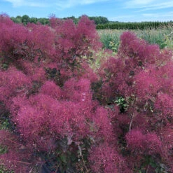 The Velvet Fog® Smokebush -GREAT GARDEN PLANTS Cotinus The Velvet Fog 3