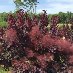 Winecraft Black® Smokebush -GREAT GARDEN PLANTS Cotinus Winecraft Black 5 P