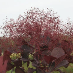Winecraft Black® Smokebush -GREAT GARDEN PLANTS Cotinus Winecraft Black 7 P