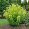 Winecraft Gold® Smokebush