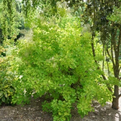 Winecraft Gold® Smokebush -GREAT GARDEN PLANTS Cotinus Winecraft Gold 3