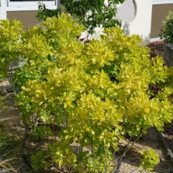 Winecraft Gold® Smokebush -GREAT GARDEN PLANTS Cotinus Winecraft Gold 4