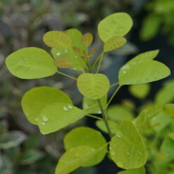 Winecraft Gold® Smokebush -GREAT GARDEN PLANTS Cotinus Winecraft Gold 5