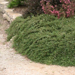 Little Dipper® Cotoneaster -GREAT GARDEN PLANTS Cotoneaster Little Dipper 3