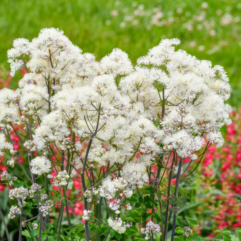 'Cotton Ball' Meadow Rue (Thalictrum) 2 'Cotton Ball' Meadow Rue (Thalictrum) - Image 2