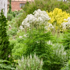 'Cotton Ball' Meadow Rue (Thalictrum) 7 'Cotton Ball' Meadow Rue (Thalictrum) -GREAT GARDEN PLANTS CottonBall MeadowRue Thalictrum 2