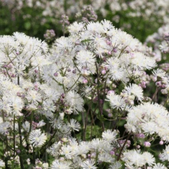 'Cotton Ball' Meadow Rue (Thalictrum)