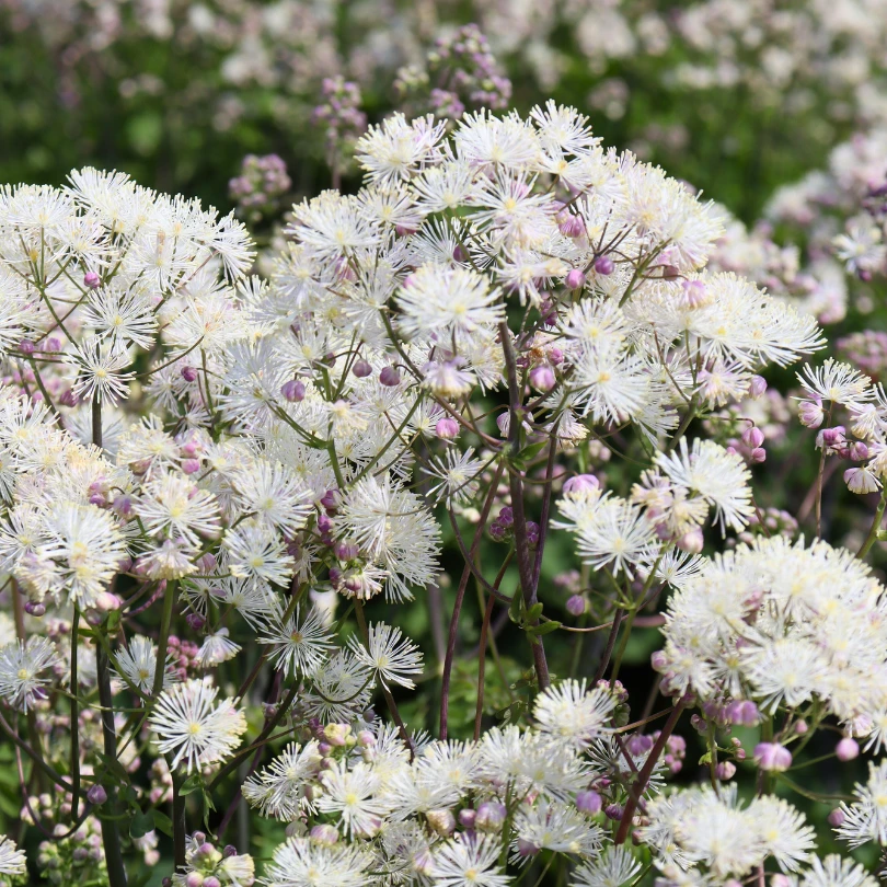 'Cotton Ball' Meadow Rue (Thalictrum) 1 'Cotton Ball' Meadow Rue (Thalictrum)