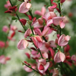 Sister Rosie® Scotch Broom -GREAT GARDEN PLANTS Cytisus Siste Rosie 3 P