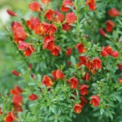 Sister Redhead® Scotch Broom -GREAT GARDEN PLANTS Cytisus Sister Redhead 3 P