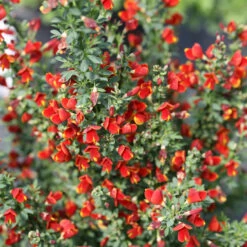Sister Redhead® Scotch Broom -GREAT GARDEN PLANTS Cytisus Sister Redhead 4 P