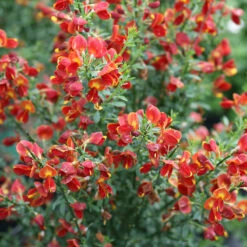 Sister Redhead® Scotch Broom -GREAT GARDEN PLANTS Cytisus Sister Redhead 5 P