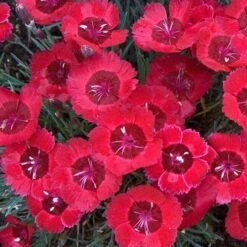 'Eastern Star' Dianthus
