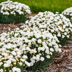 Fruit Punch® 'Whipped Cream' Dianthus -GREAT GARDEN PLANTS DIAPWP117 LIFESTYLE 2