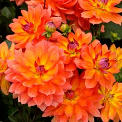 'Firepot' Dahlia