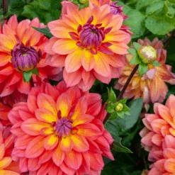 'Firepot' Dahlia -GREAT GARDEN PLANTS DahliaFirepot 242307