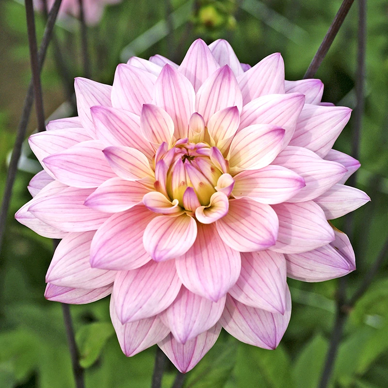 'Karma Prospero' Dahlia 1 'Karma Prospero' Dahlia