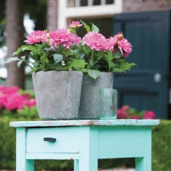 'Karma Prospero' Dahlia 6 'Karma Prospero' Dahlia -GREAT GARDEN PLANTS DahliaKarmaProspero 205865