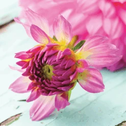 'Karma Prospero' Dahlia 7 'Karma Prospero' Dahlia -GREAT GARDEN PLANTS DahliaKarmaProspero 205876