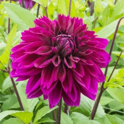 'Thomas A. Edison' Dahlia -GREAT GARDEN PLANTS DahliaThomasAEdison 170821gbo055
