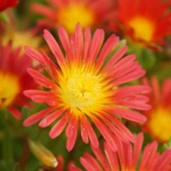 Wheels Of Wonder® Fire Wonder Ice Plant