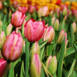 'Design Impression' Tulip -GREAT GARDEN PLANTS DesignImpressionTulip 2 5221bd4d 1297 4cfa aa8a 81202a6115cc
