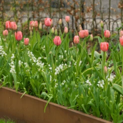'Design Impression' Tulip -GREAT GARDEN PLANTS DesignImpressionTulip 3