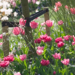 'Design Impression' Tulip -GREAT GARDEN PLANTS DesignImpressionTulip 5