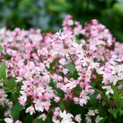Yuki Cherry Blossom® Deutzia -GREAT GARDEN PLANTS Deutzia Yuki Cherry Blossom 4 P