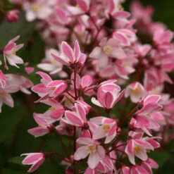 Yuki Cherry Blossom® Deutzia -GREAT GARDEN PLANTS Deutzia Yuki Cherry Blossom 5 P
